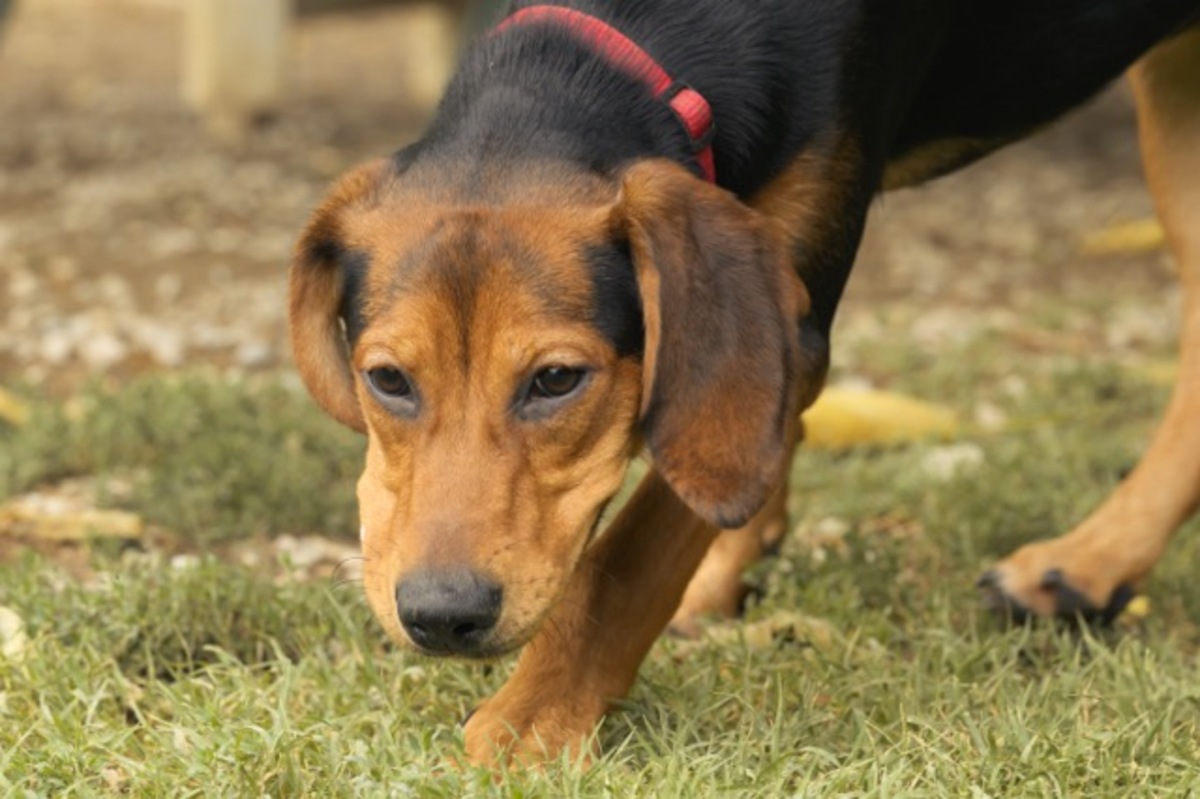 Adoption Louna