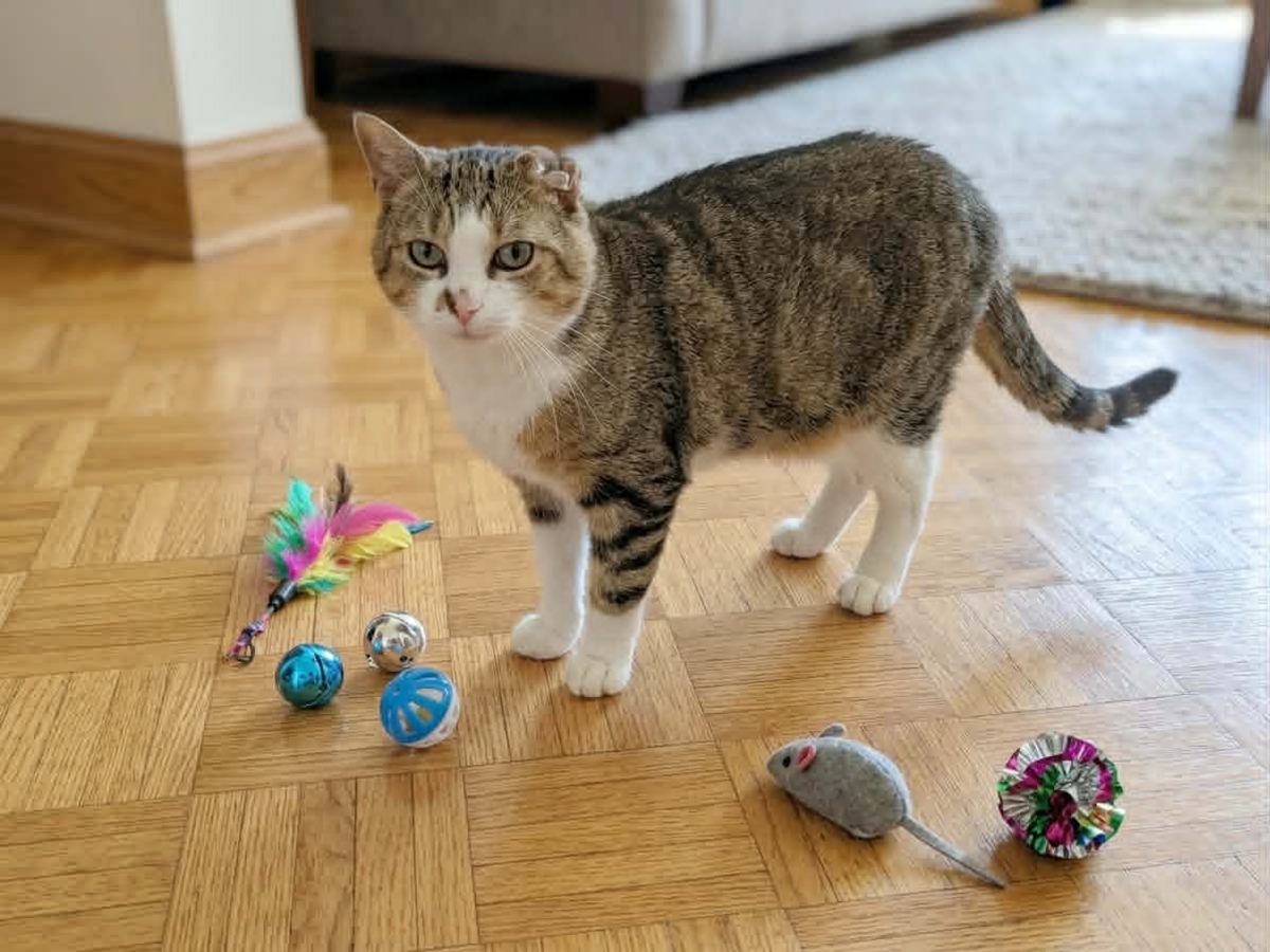 Adoption Warrior