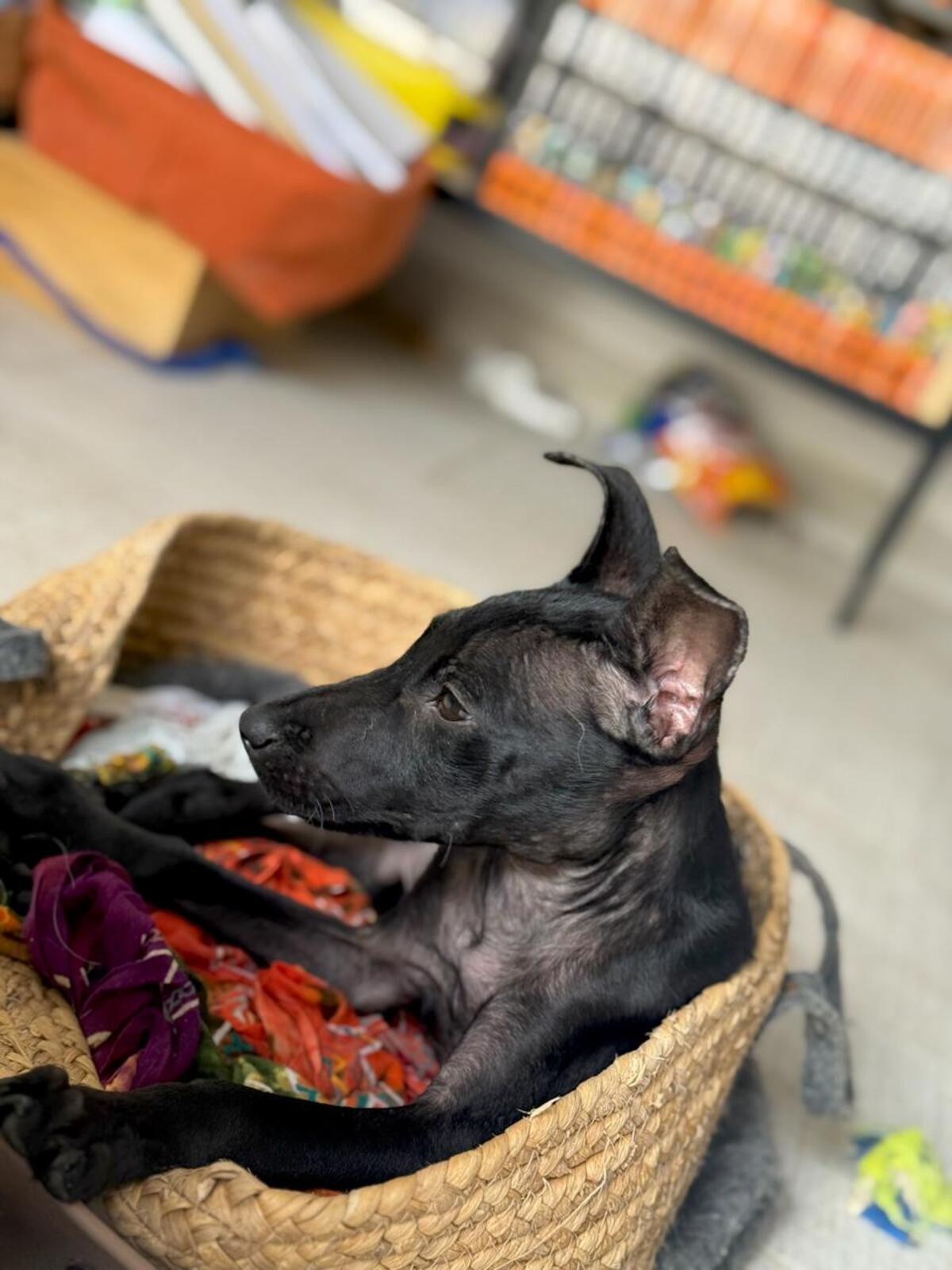Adoption Marshall
