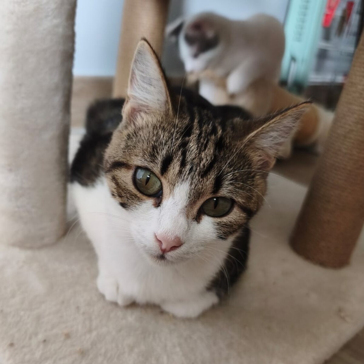 Adoption Fleur