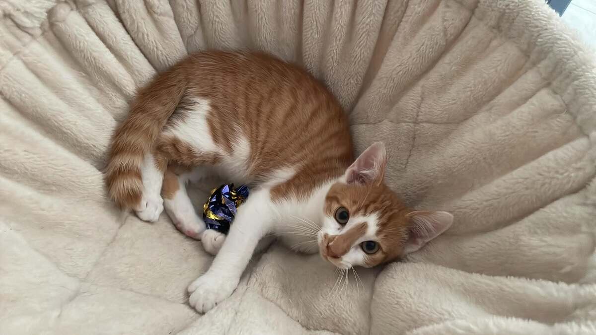 Adoption Boutchou
