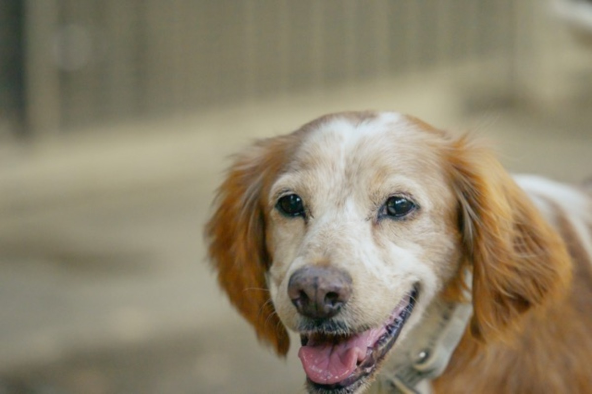 Adoption Balia