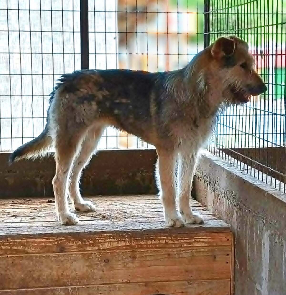 Adoption Sierra