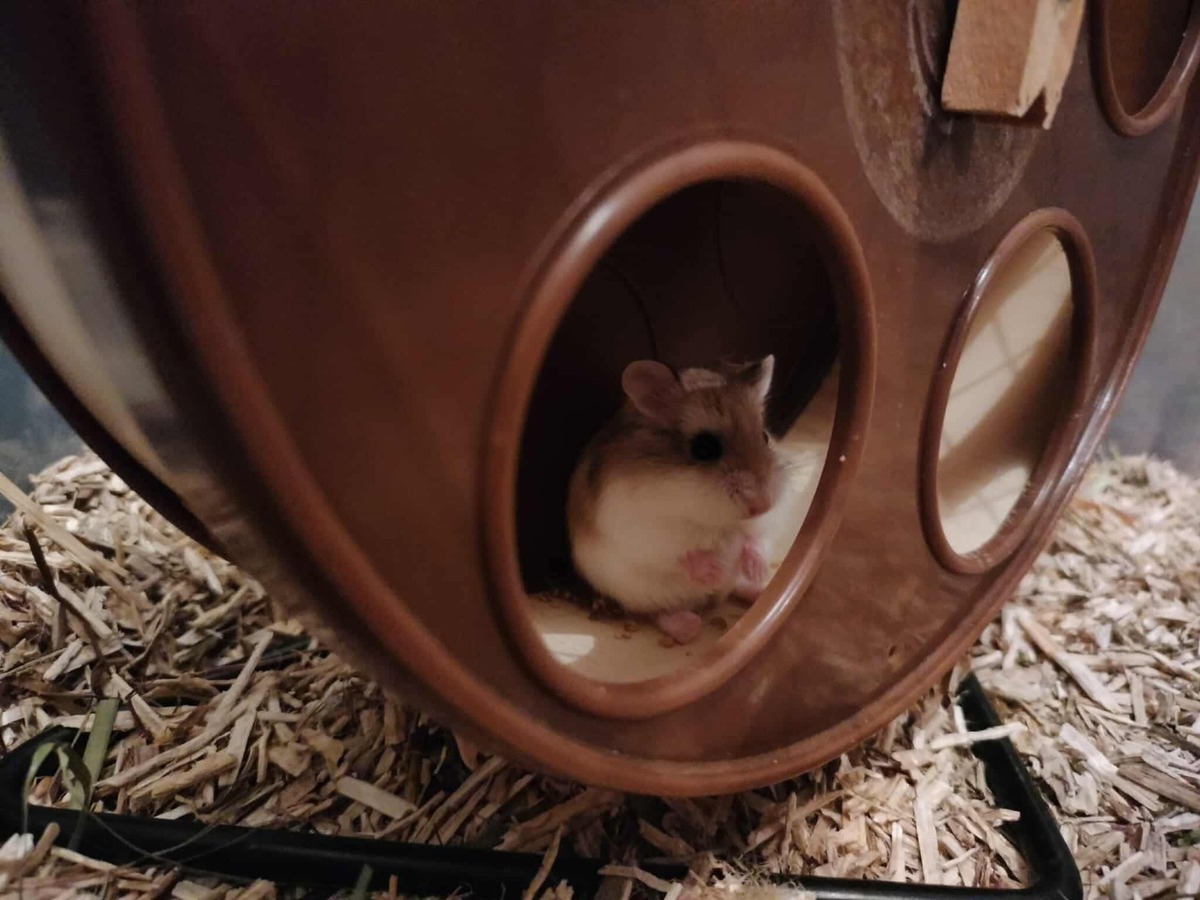 Adoption Tibou