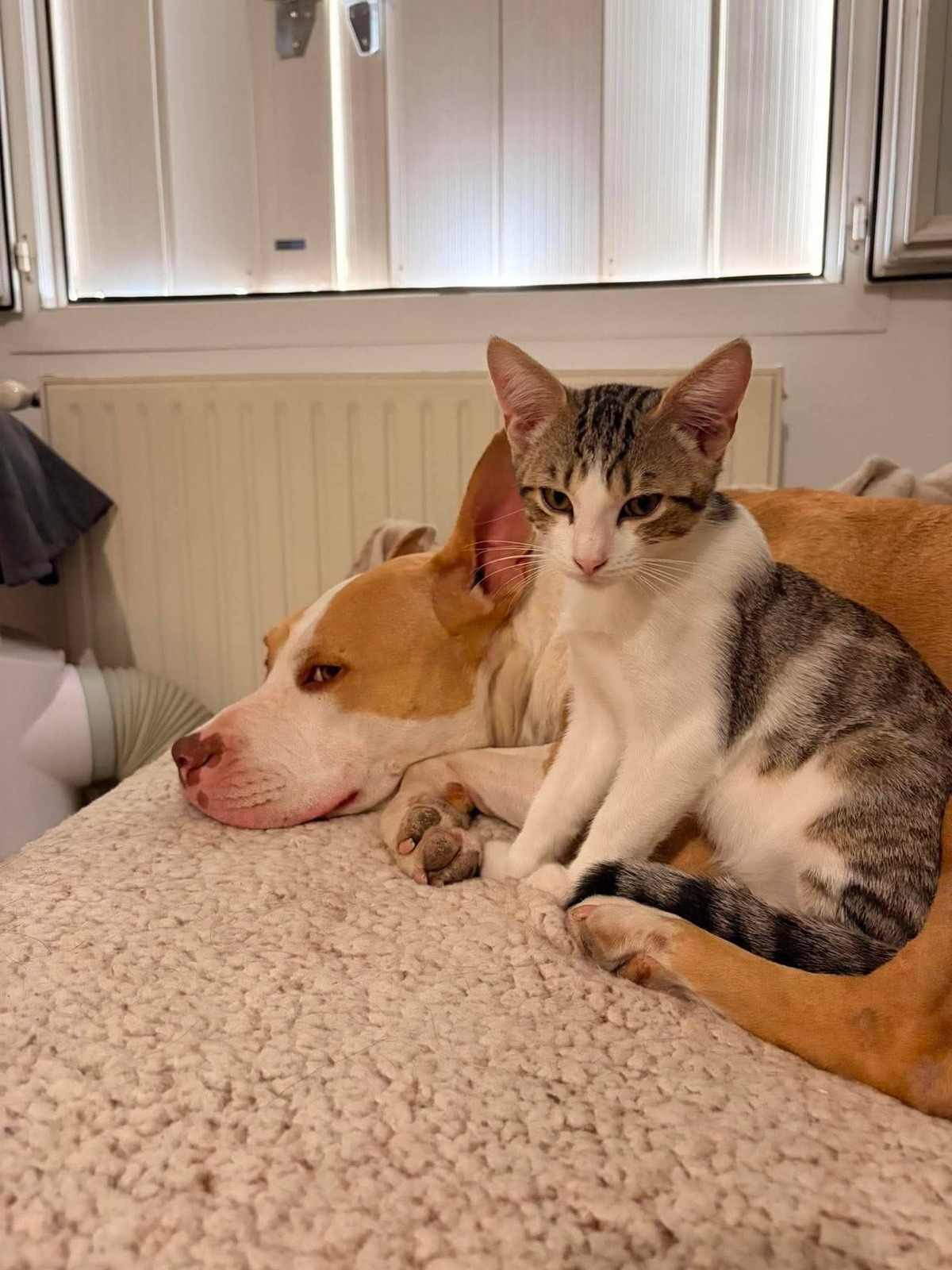 Adoption Tigrou