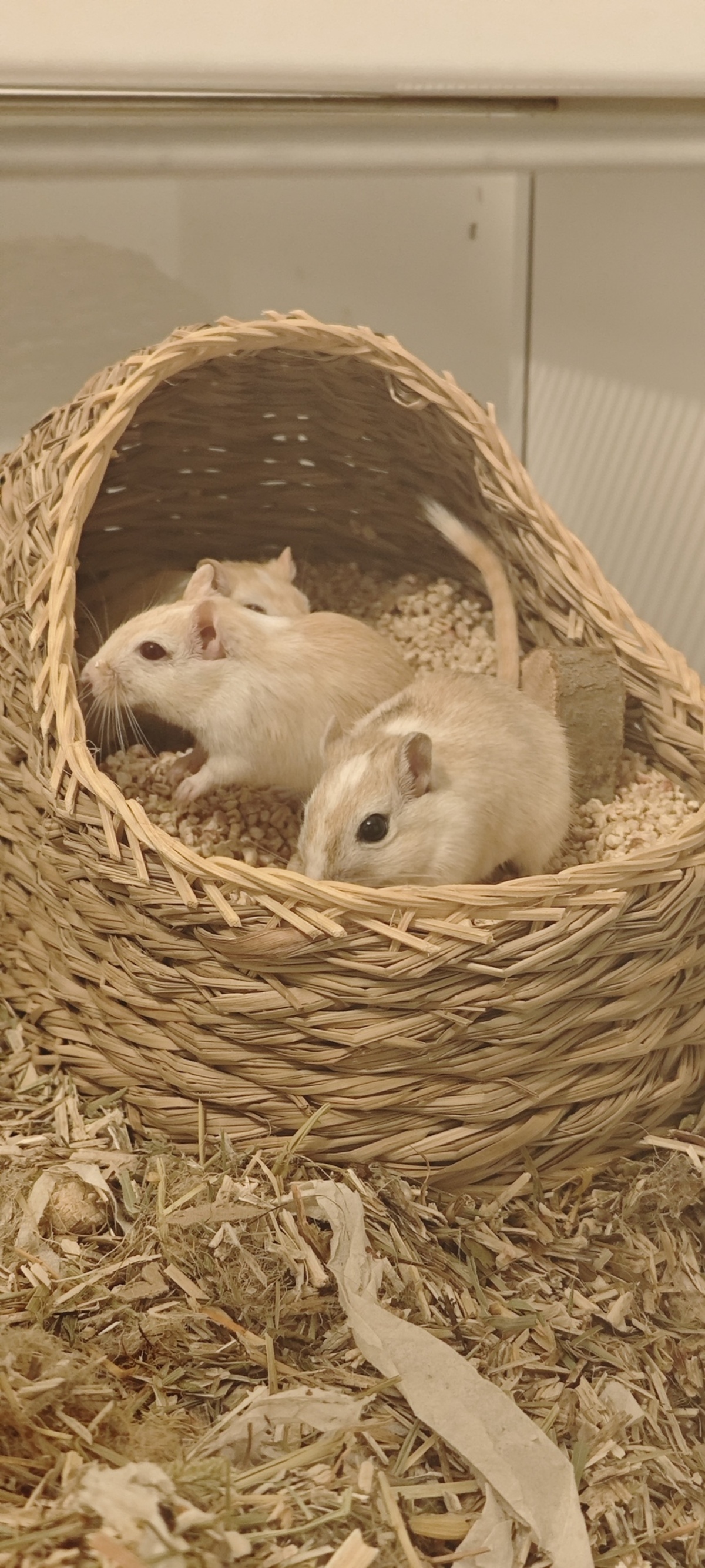 Adoption Truffe Morille et Girolle