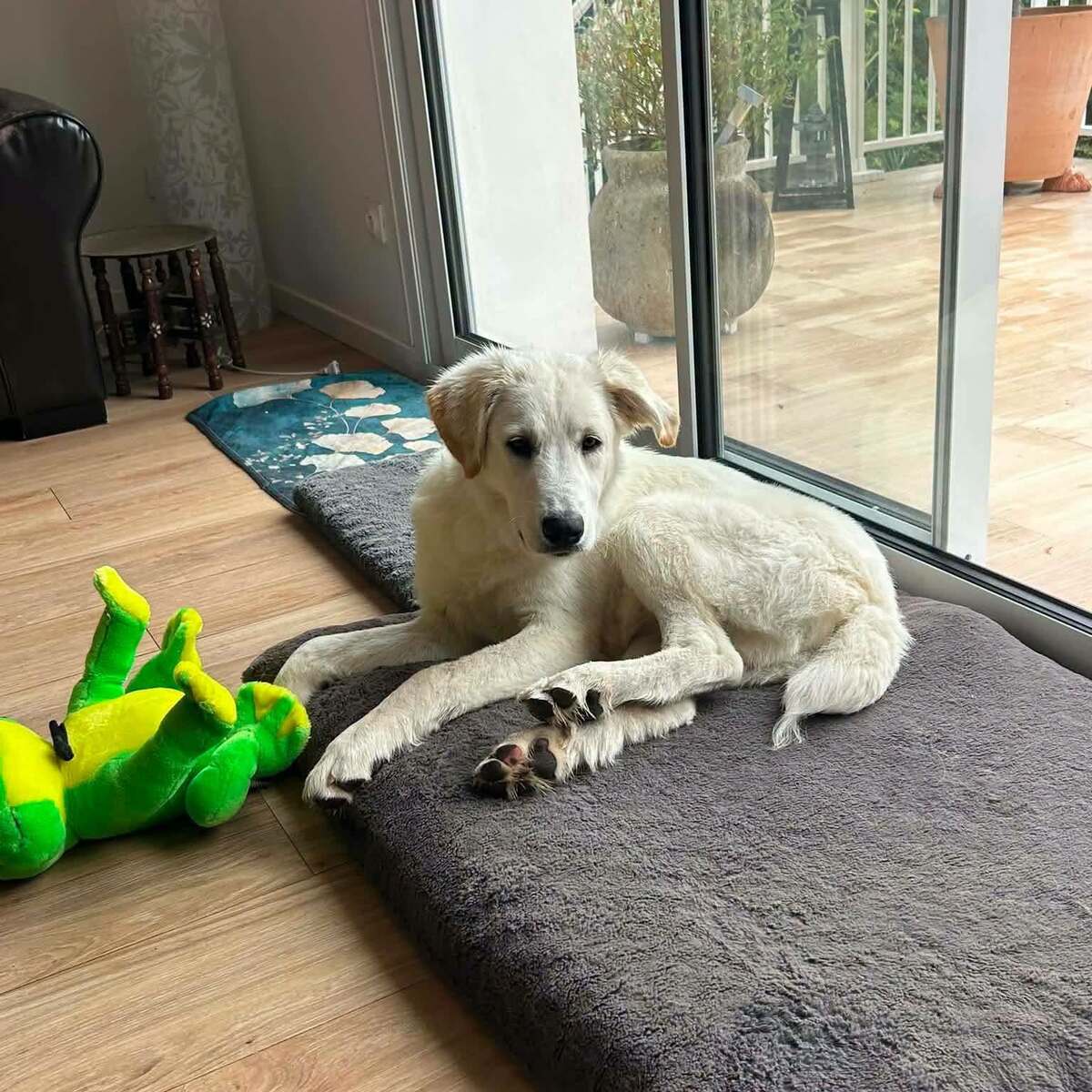 Adoption Andrea