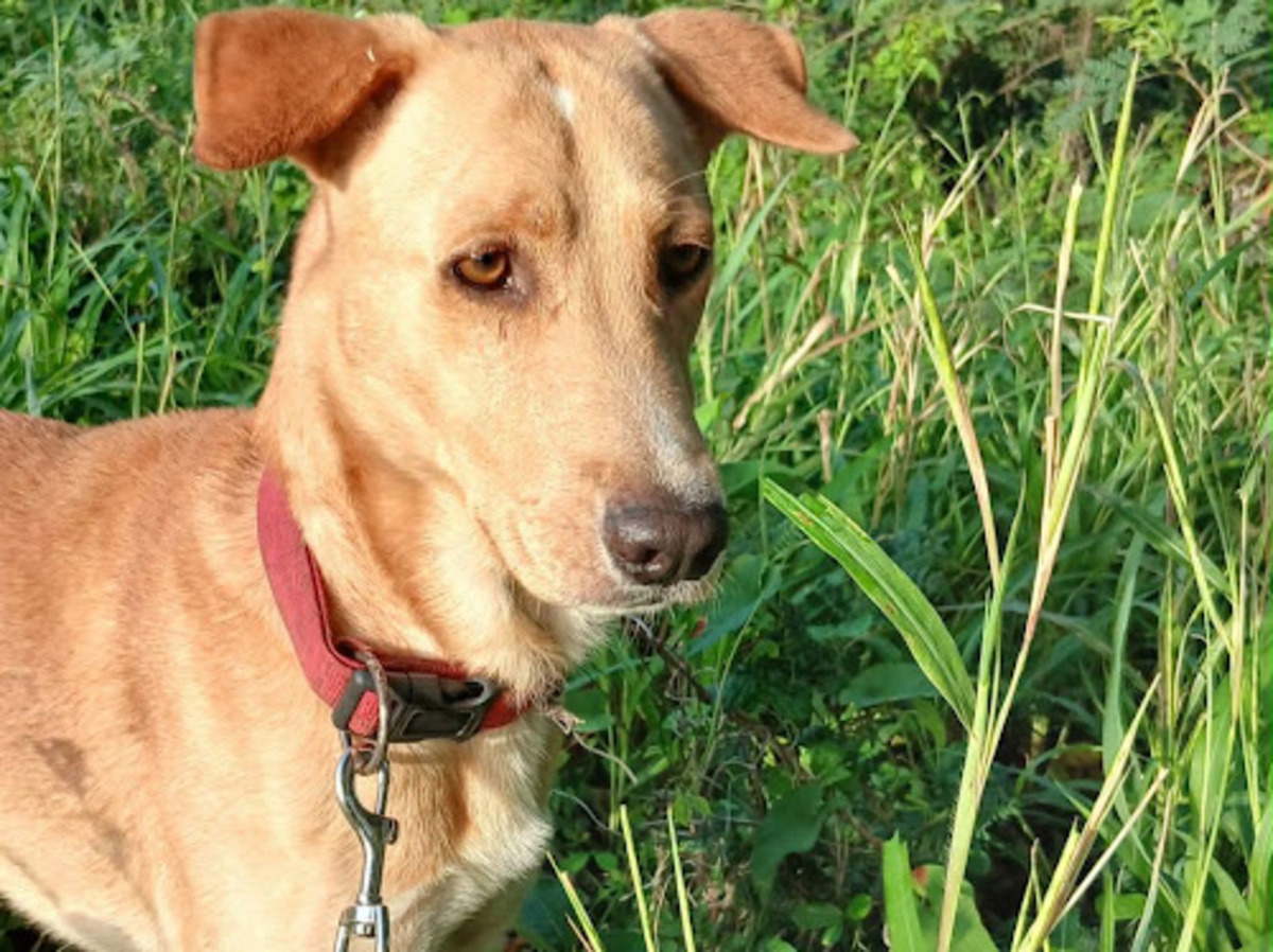 Adoption Kiko