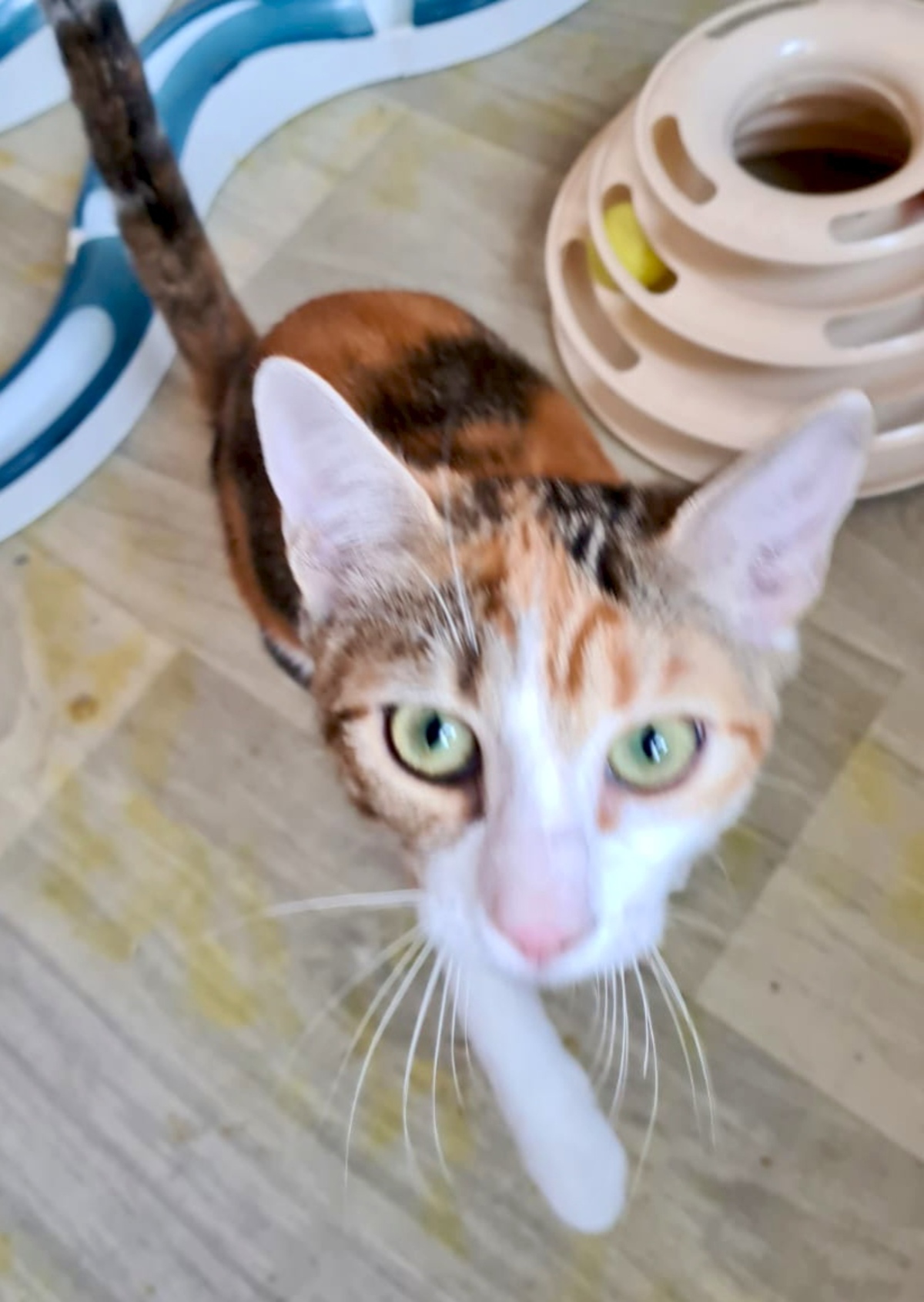 Adoption Betty
