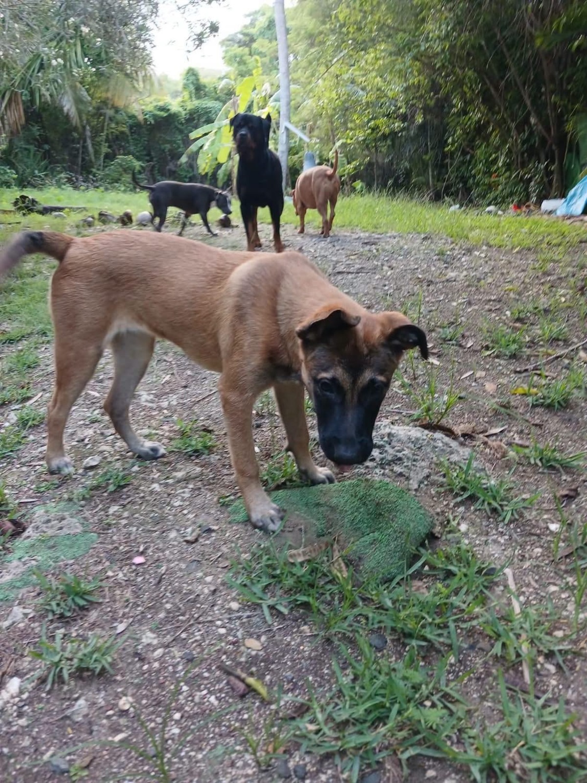 Adoption Soleya