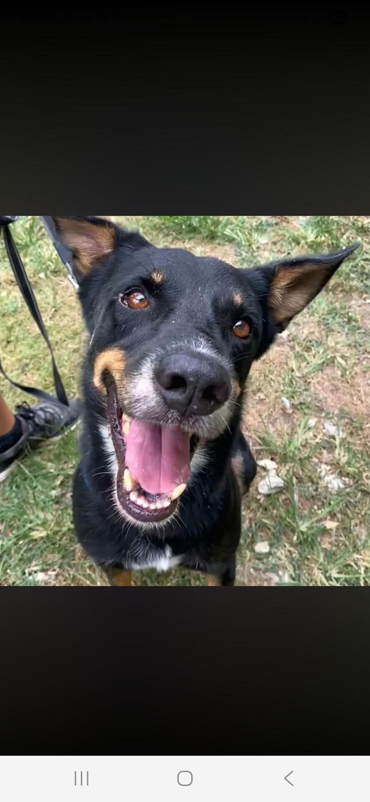 Adoption Jaki