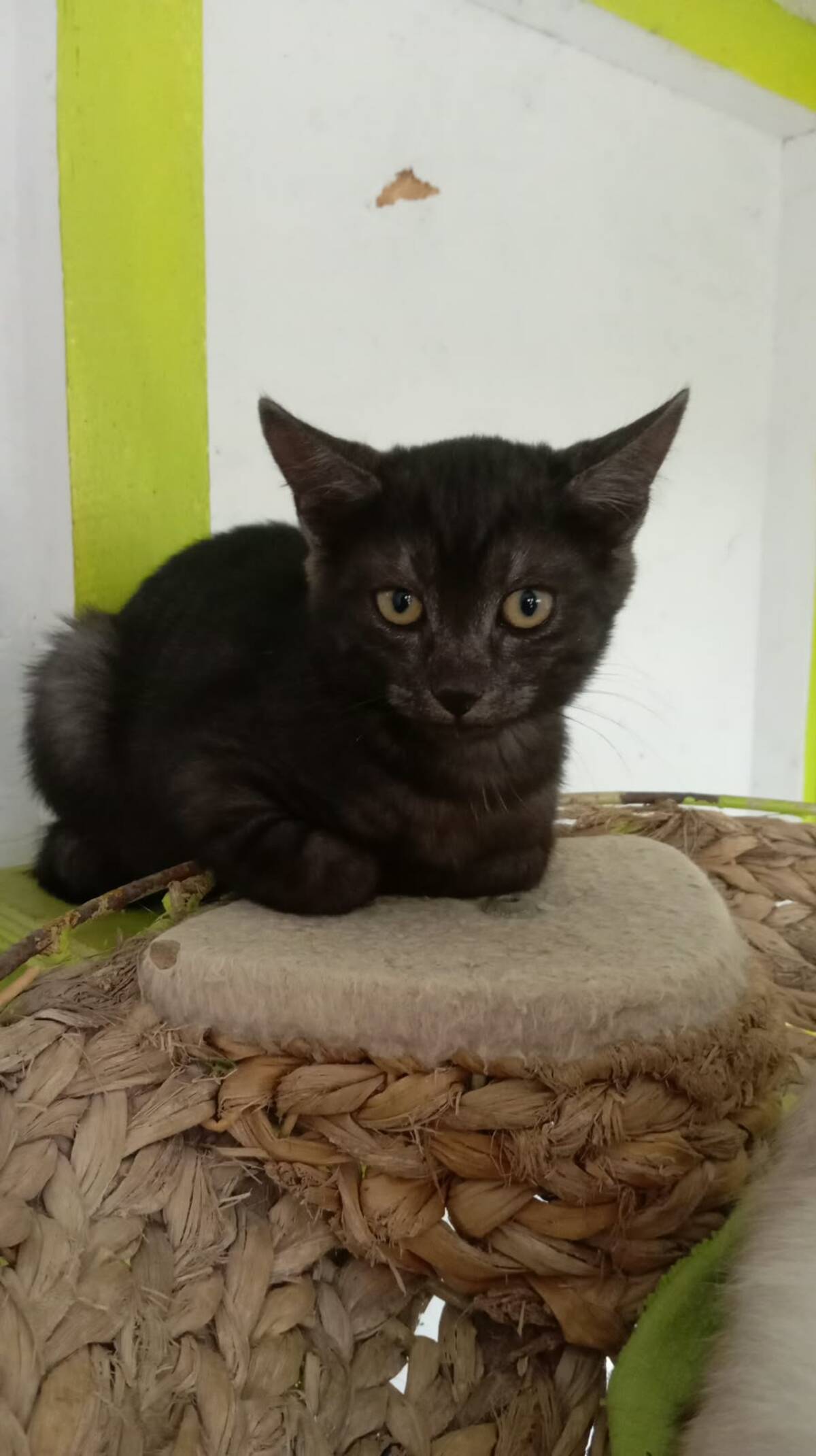 Adoption Romeo