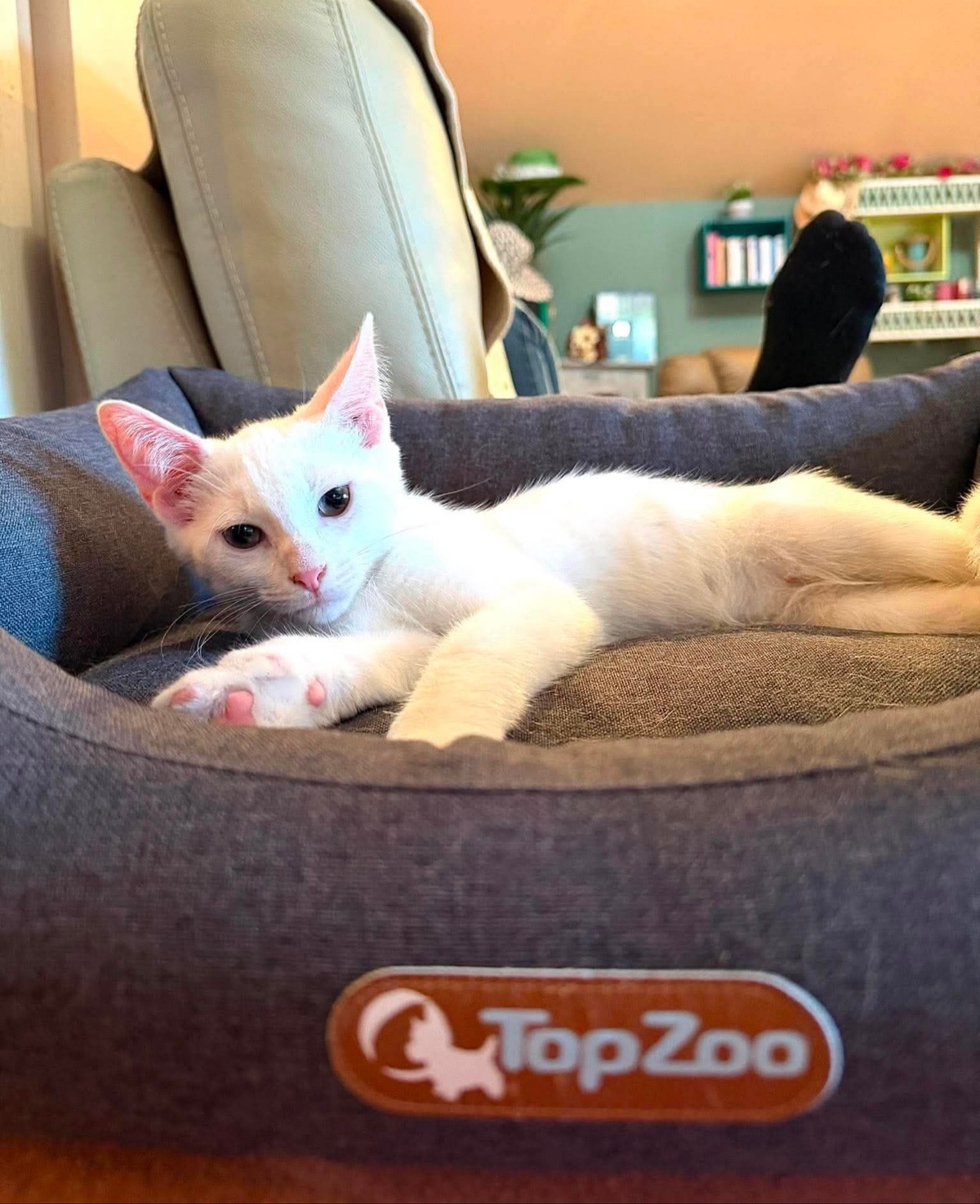 Adoption Olaf