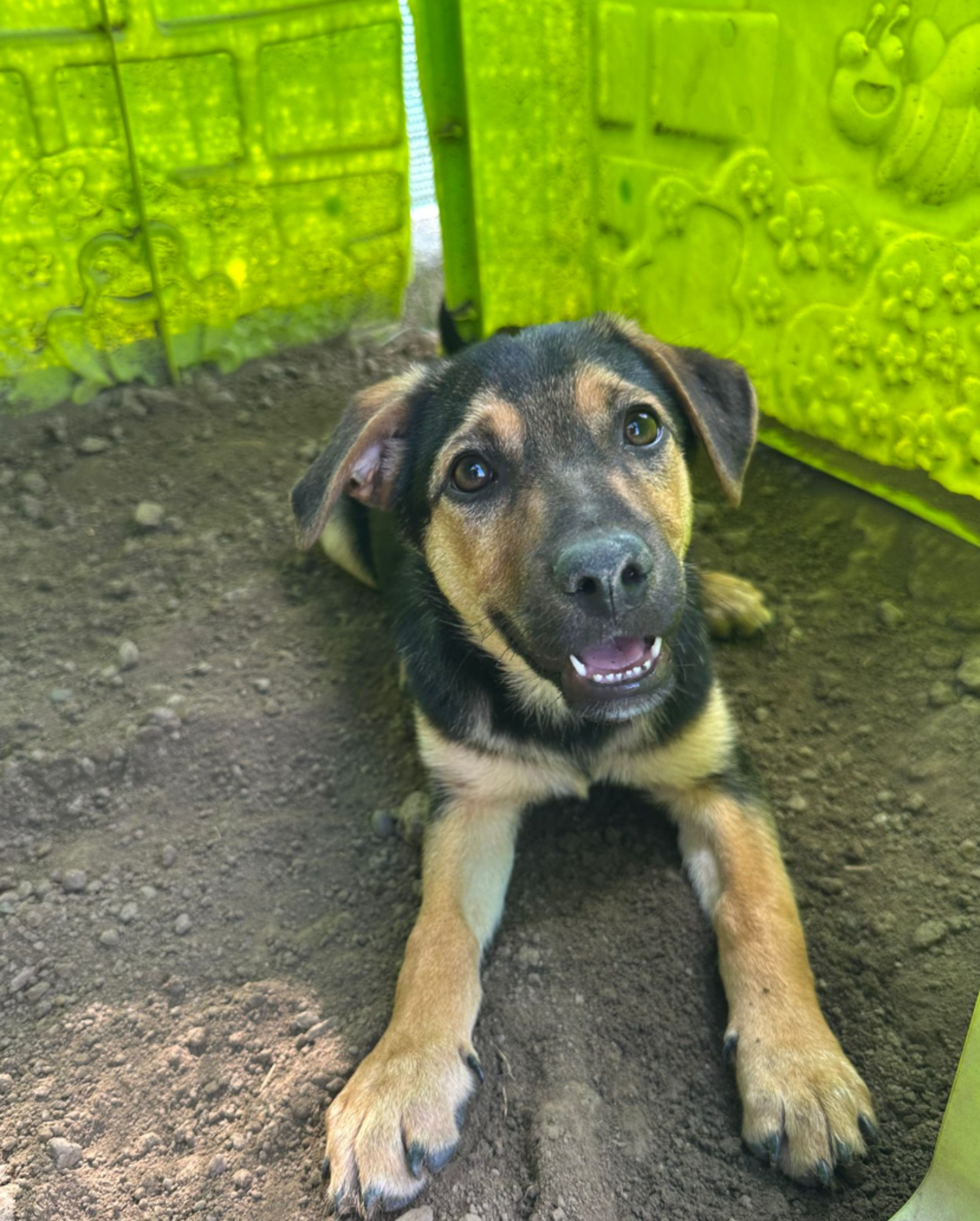 Adoption Tiana