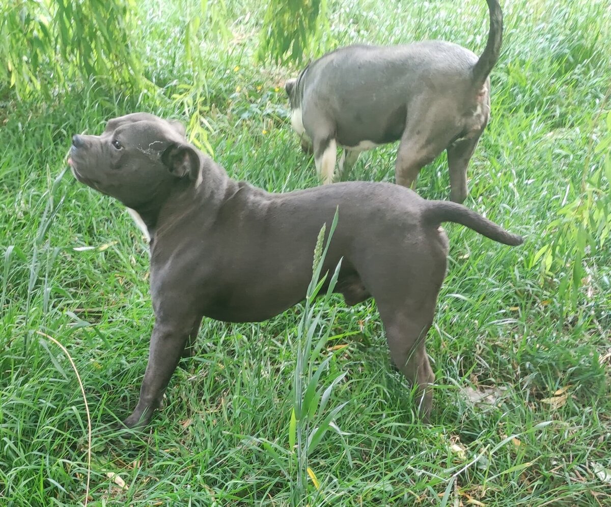 Adoption Pégase