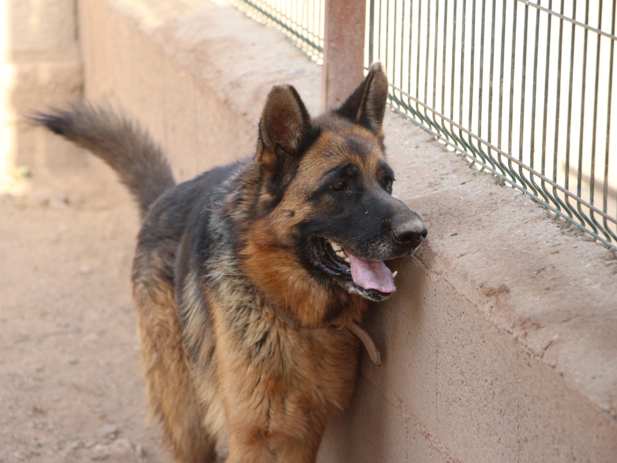 Adoption Chiruca