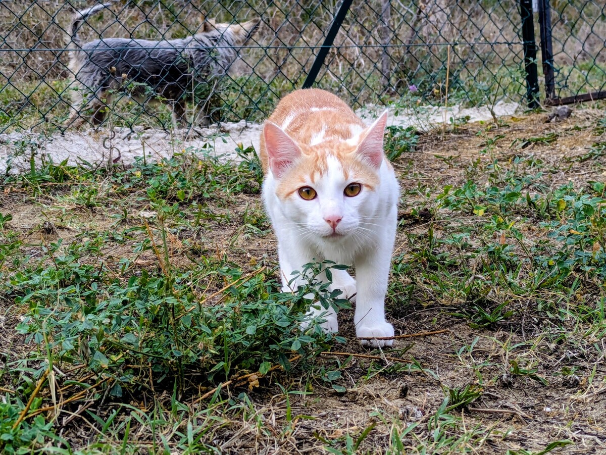 Adoption Beelzebub