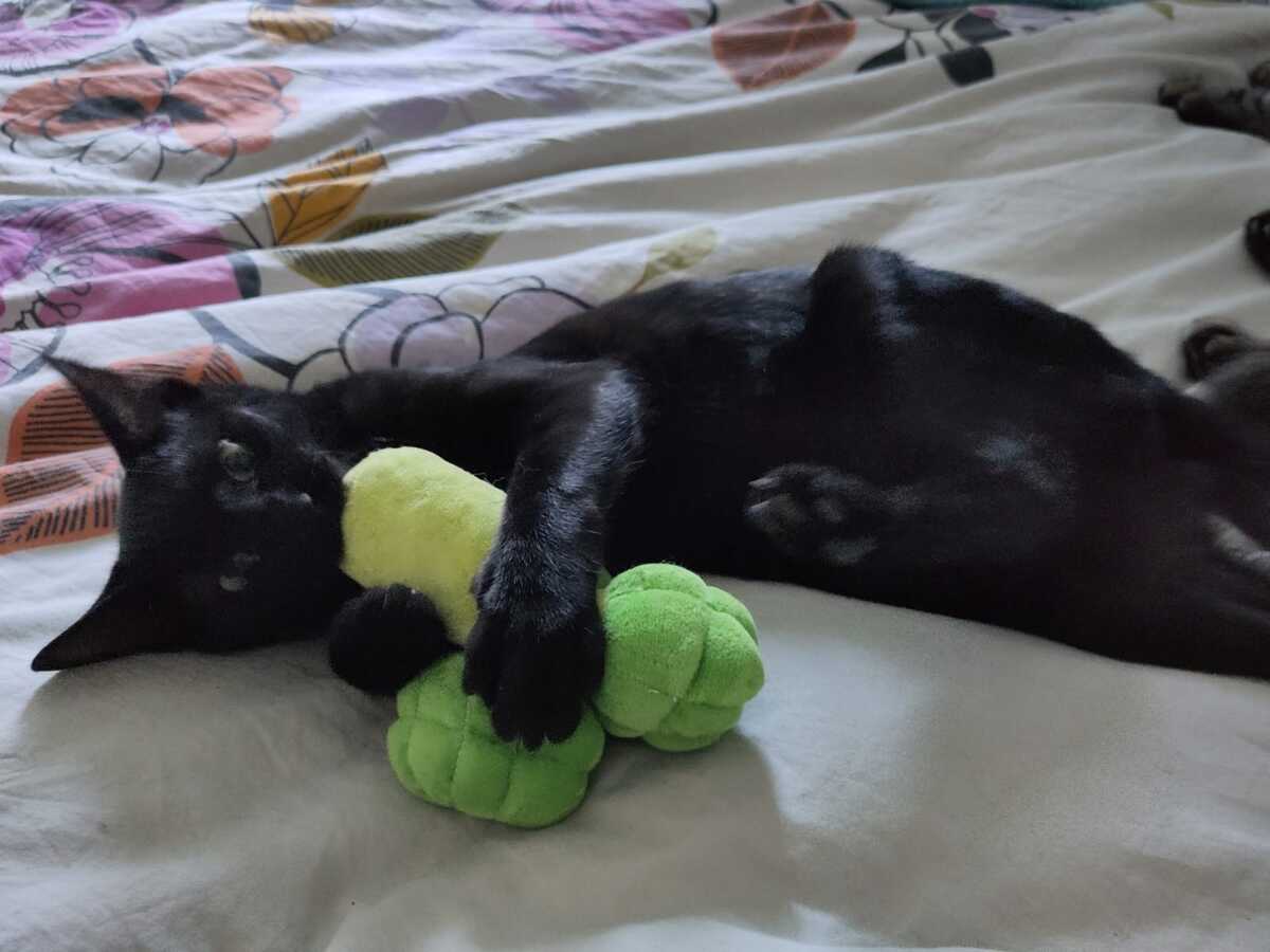 Adoption Dallas