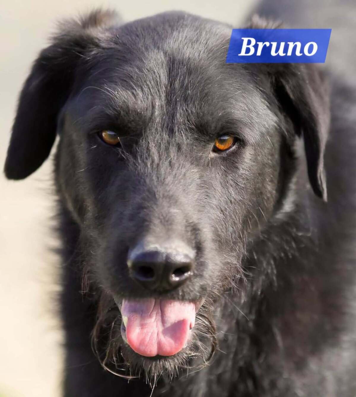 Adoption BRUNO