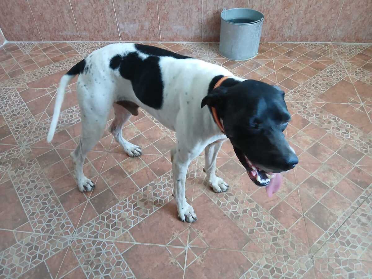 Adoption Diper
