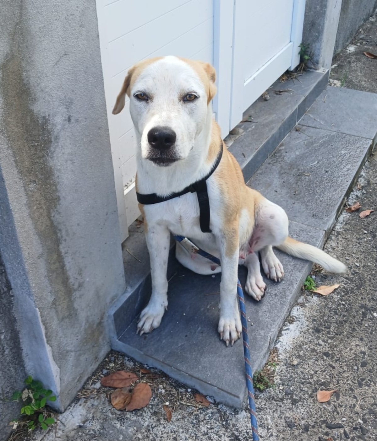 Adoption Alba