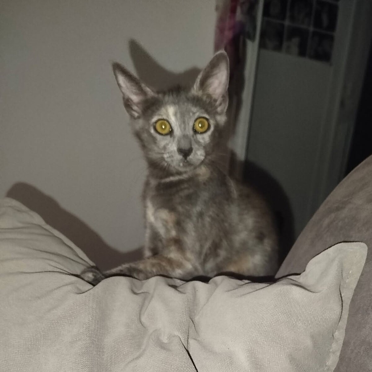 Adoption MERVEILLE