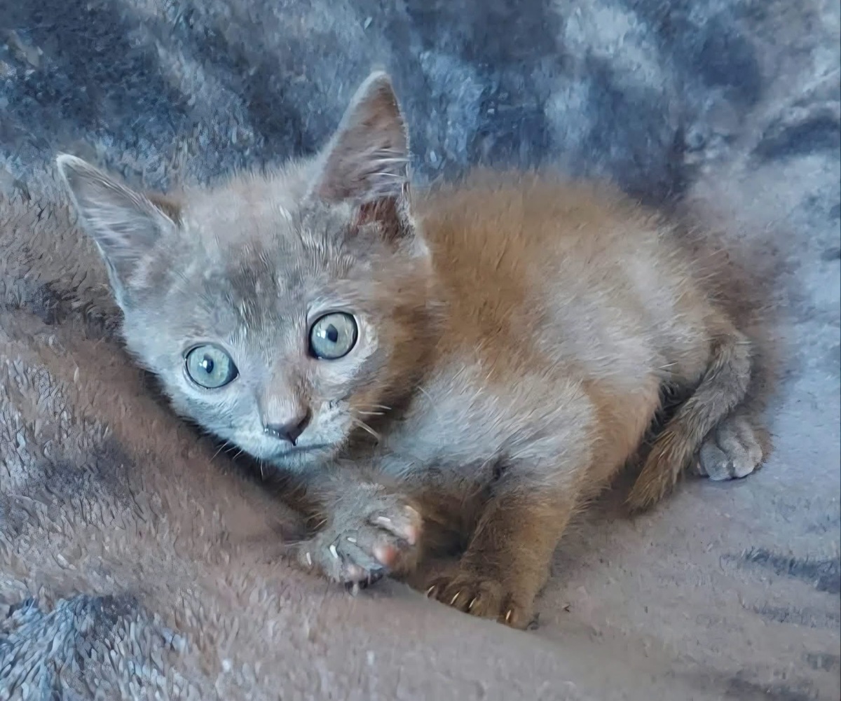 Adoption Ildut 