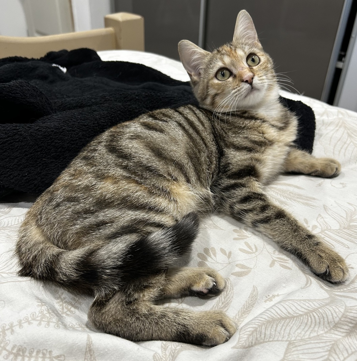 Adoption Midona