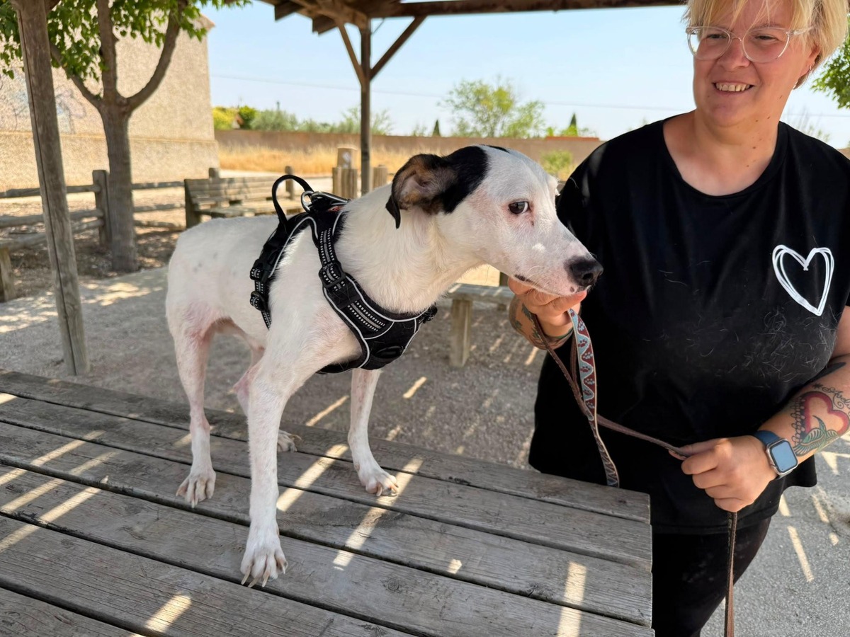 Adoption Pipo