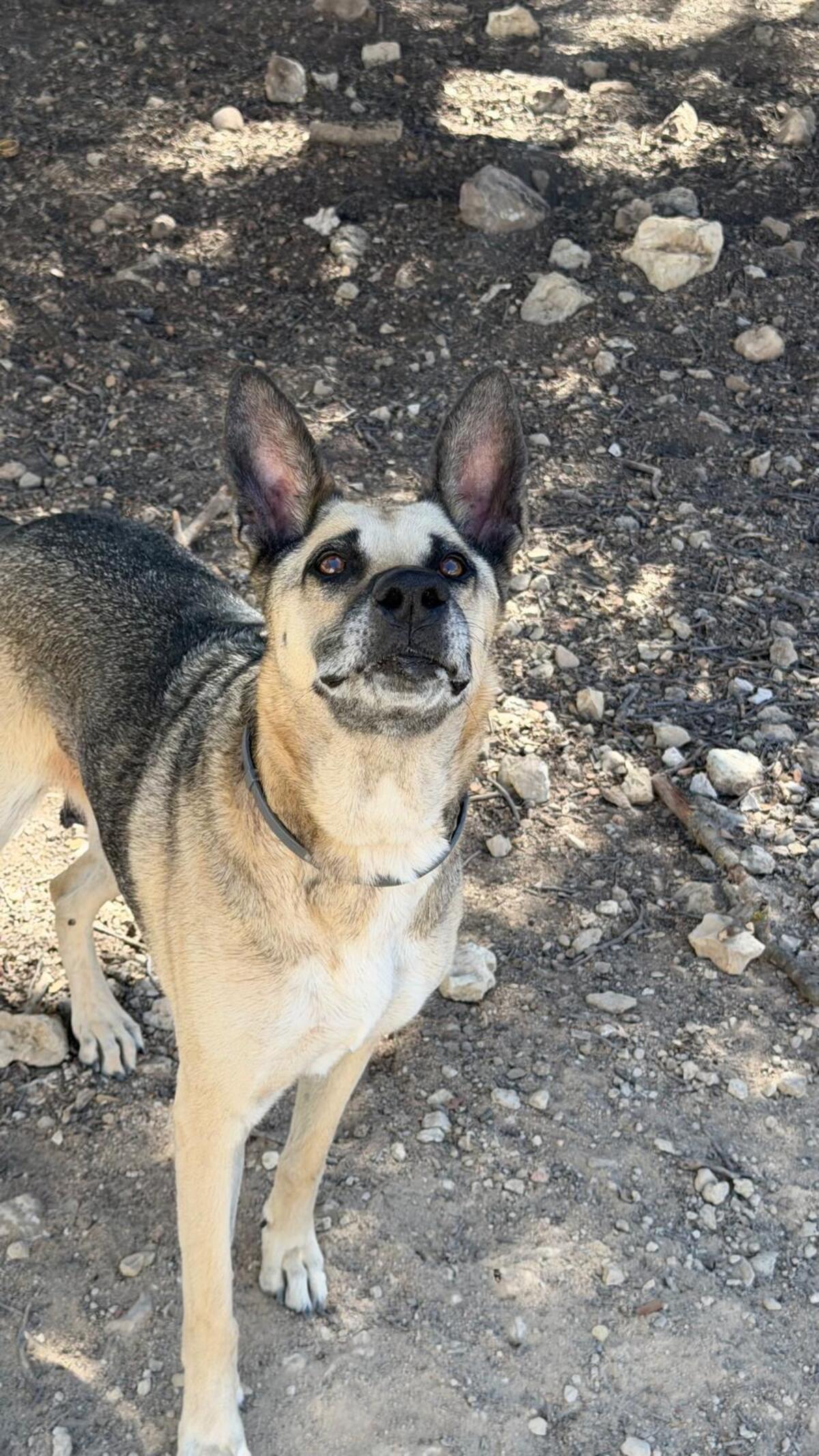 Adoption Alba