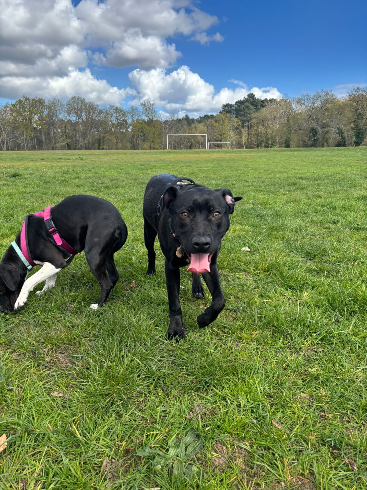 Adoption Athena
