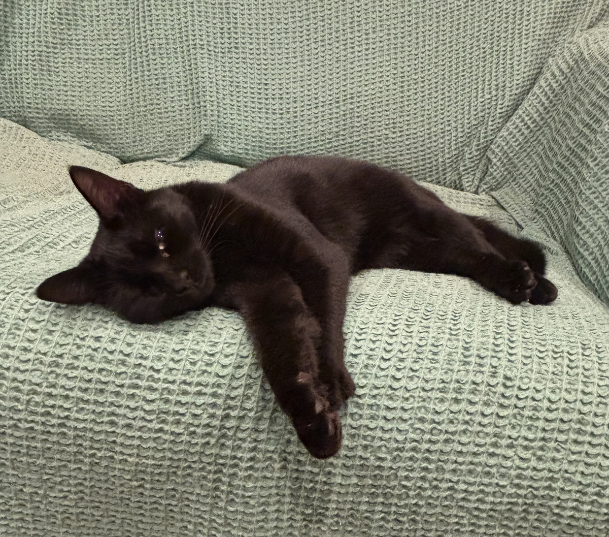Adoption Tiffany