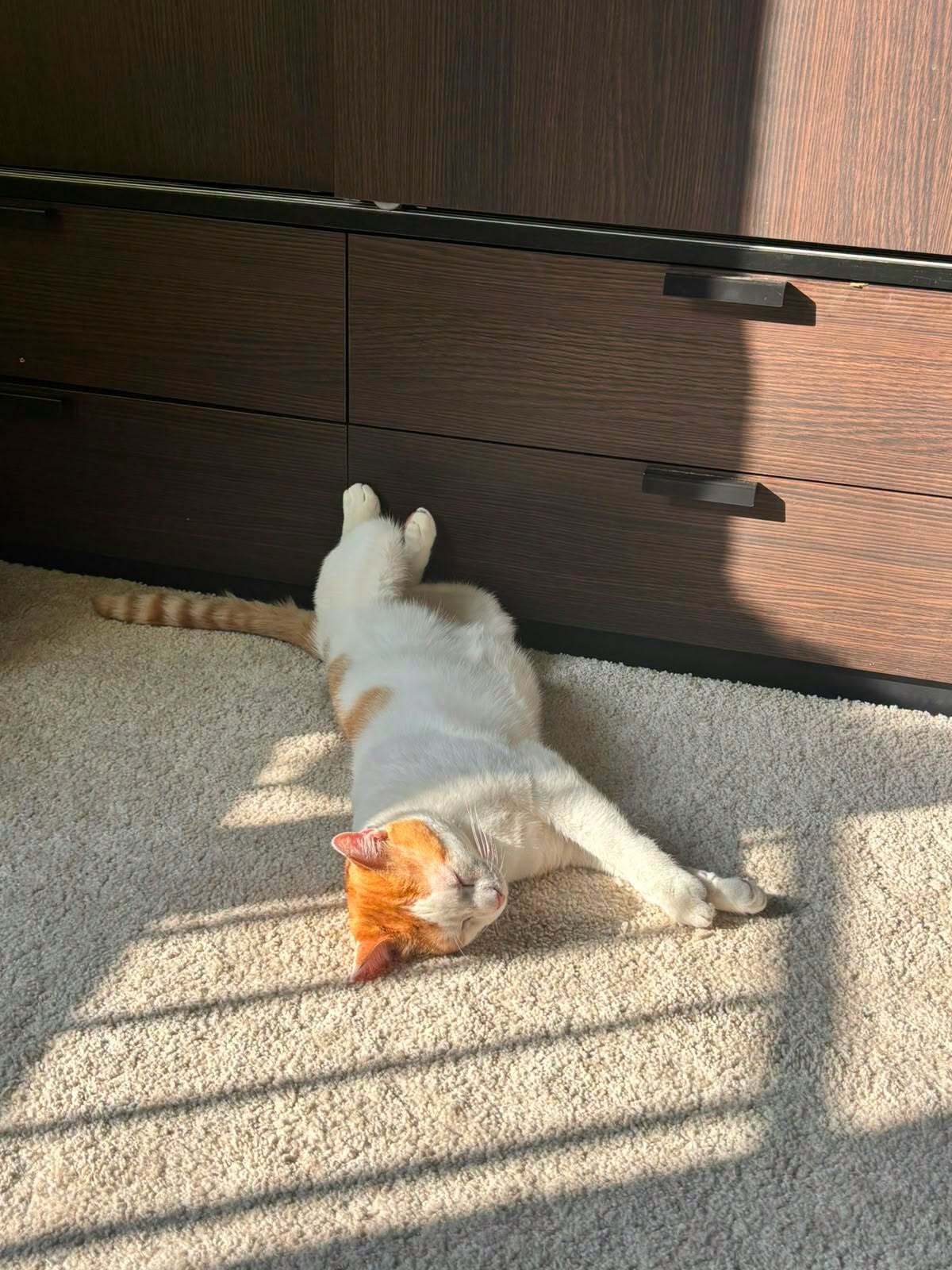 Adoption Sunny