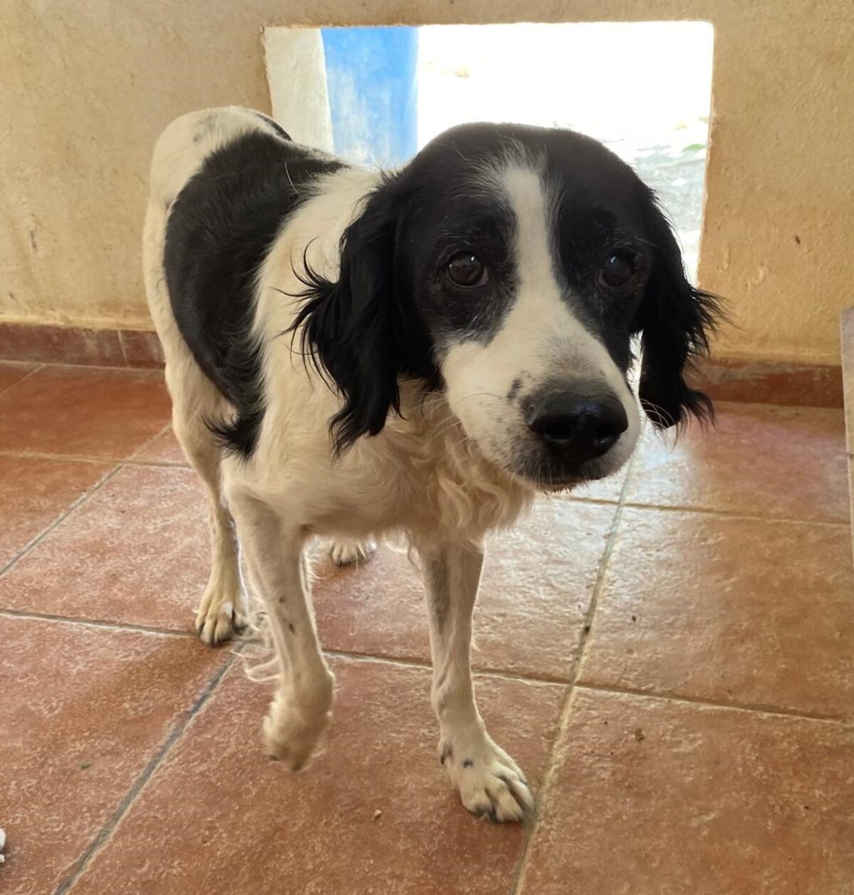 Adoption Luna