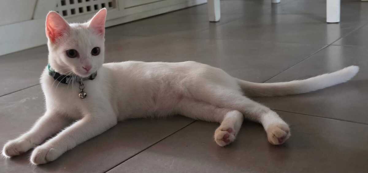 Adoption Lina