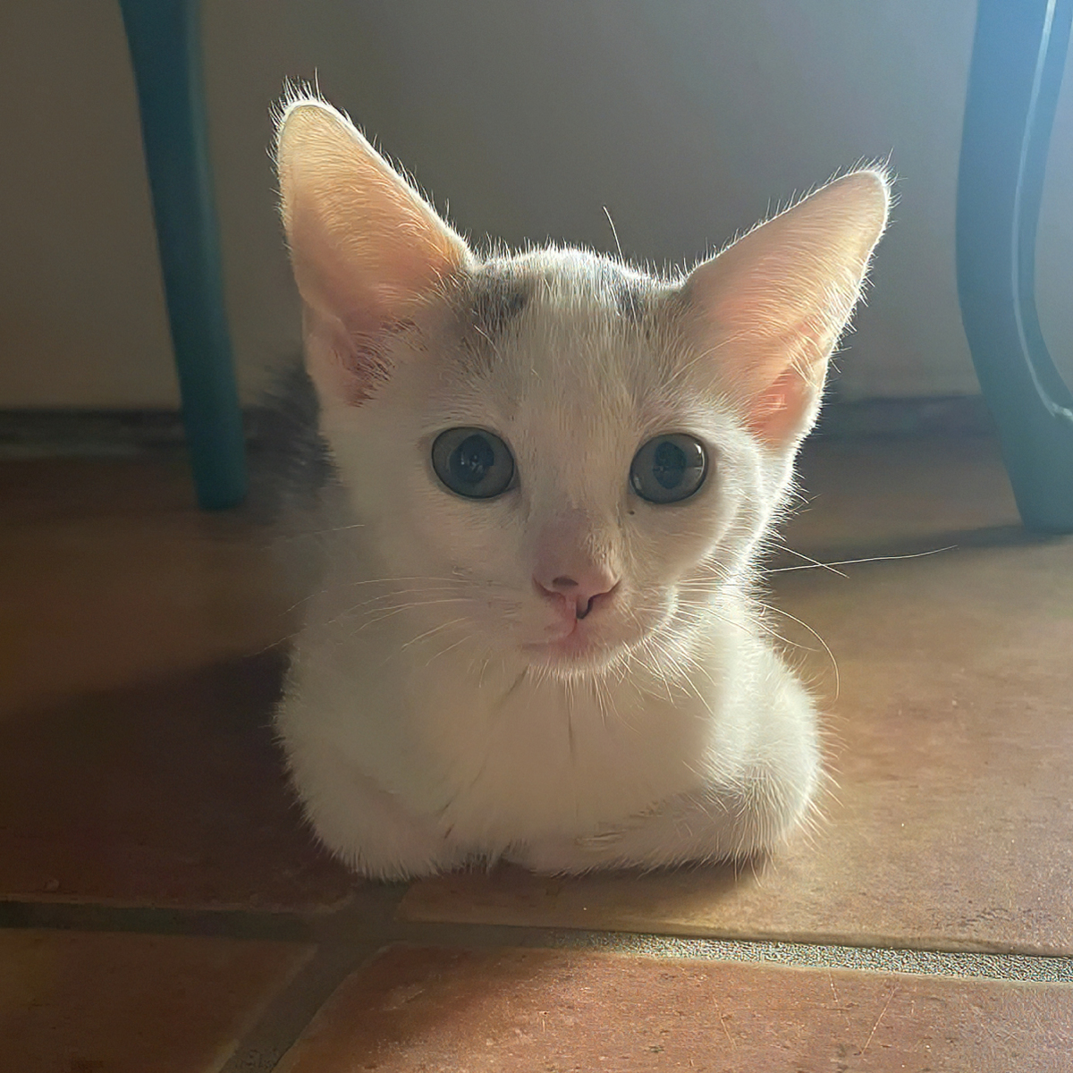 Adoption TARA