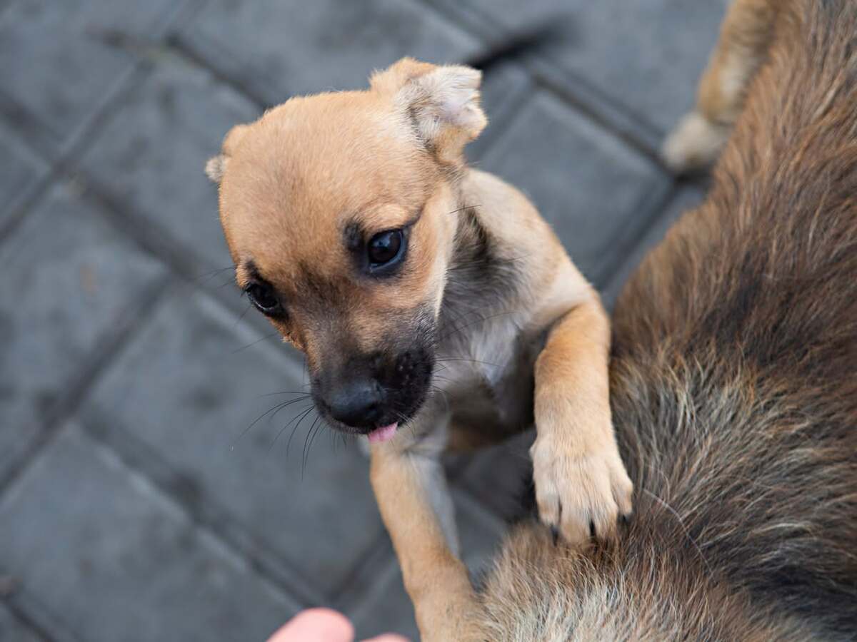 Adoption Shanka