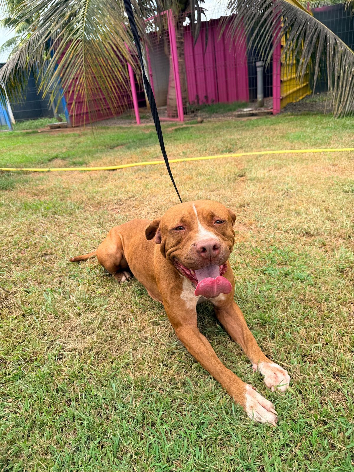 Adoption Starlett