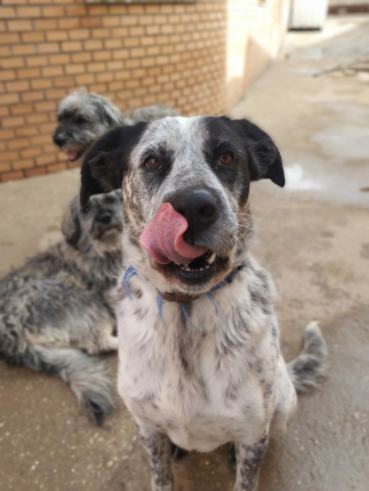 Adoption Yala