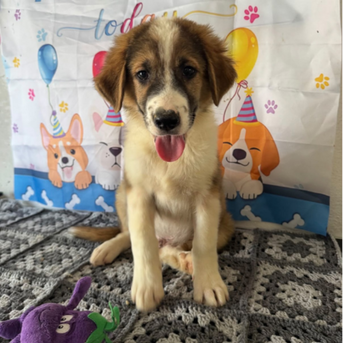 Adoption Boomer