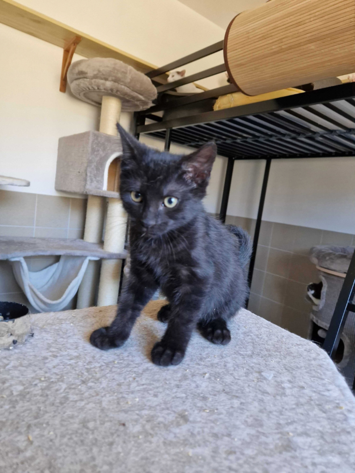 Adoption Brownie