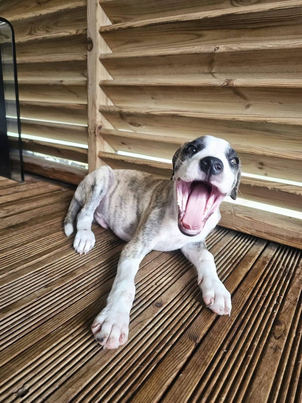 Adoption Sunrise