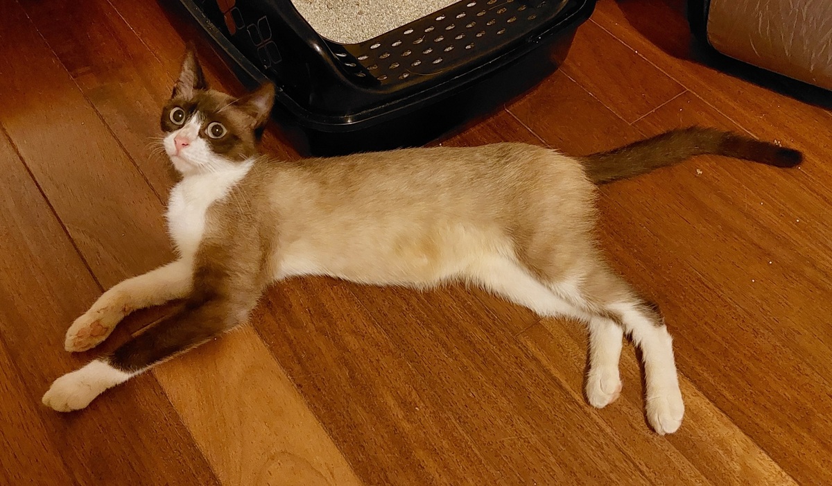 Adoption Calipso