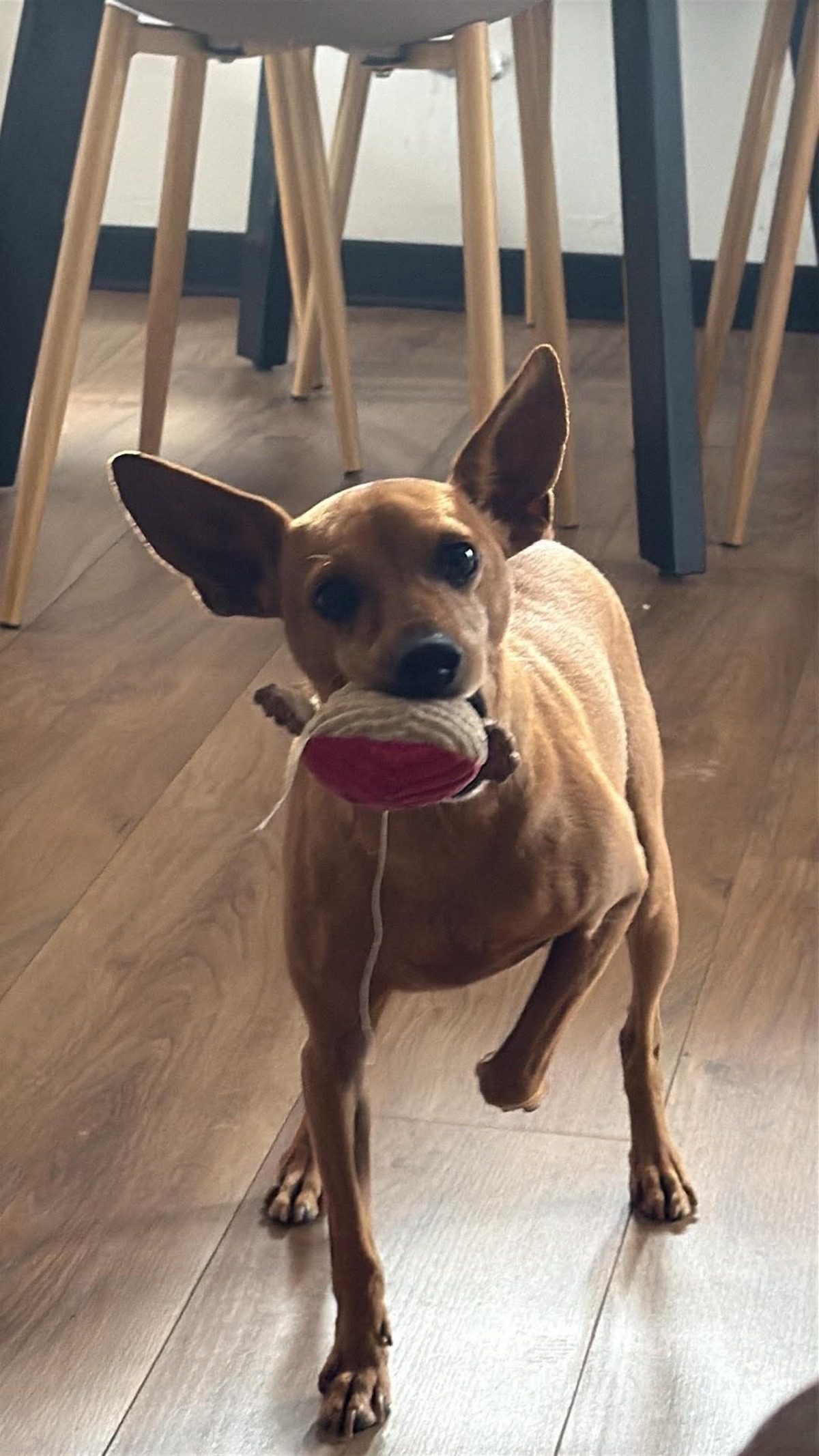 Adoption Peter