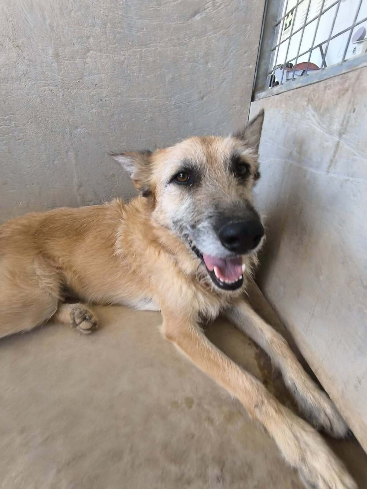 Adoption Jala