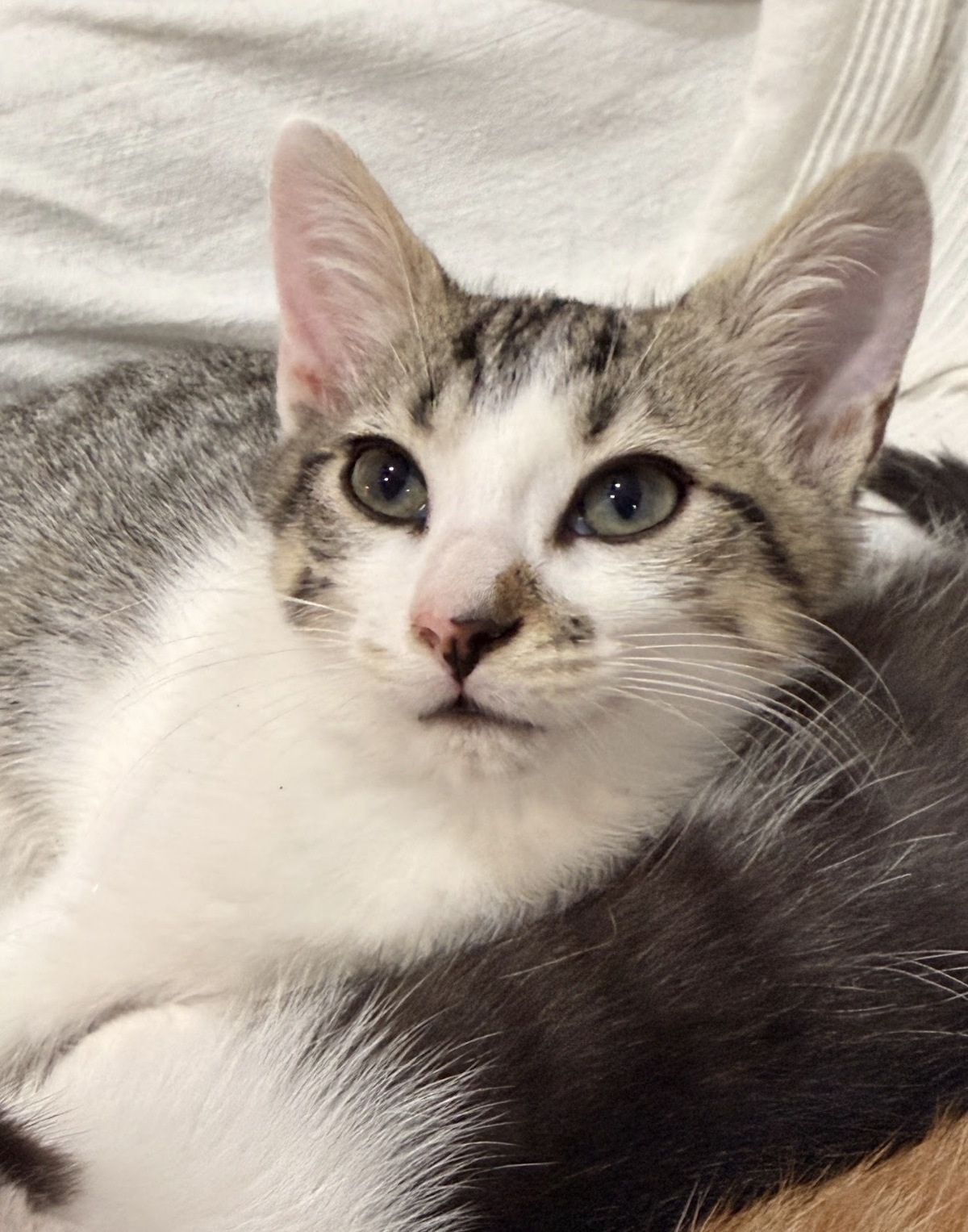 Adoption Duo Vega Hazz