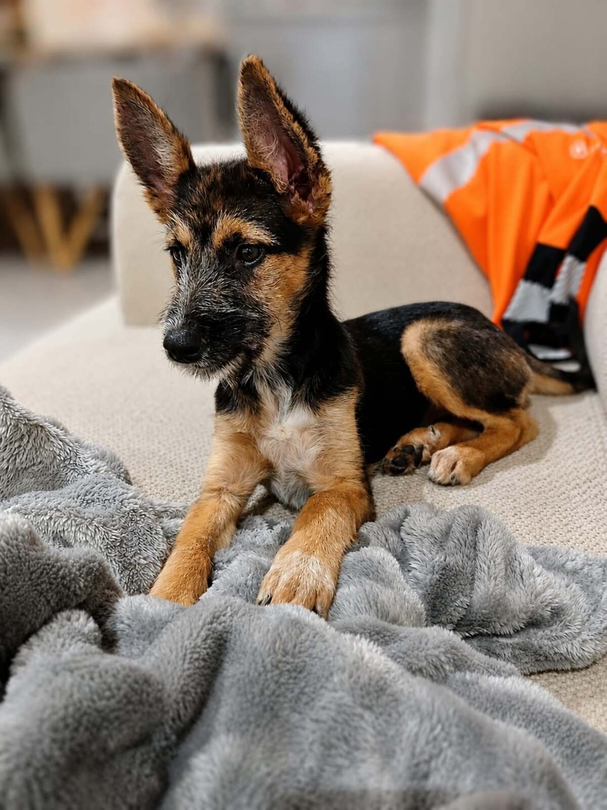 Adoption SUNNY