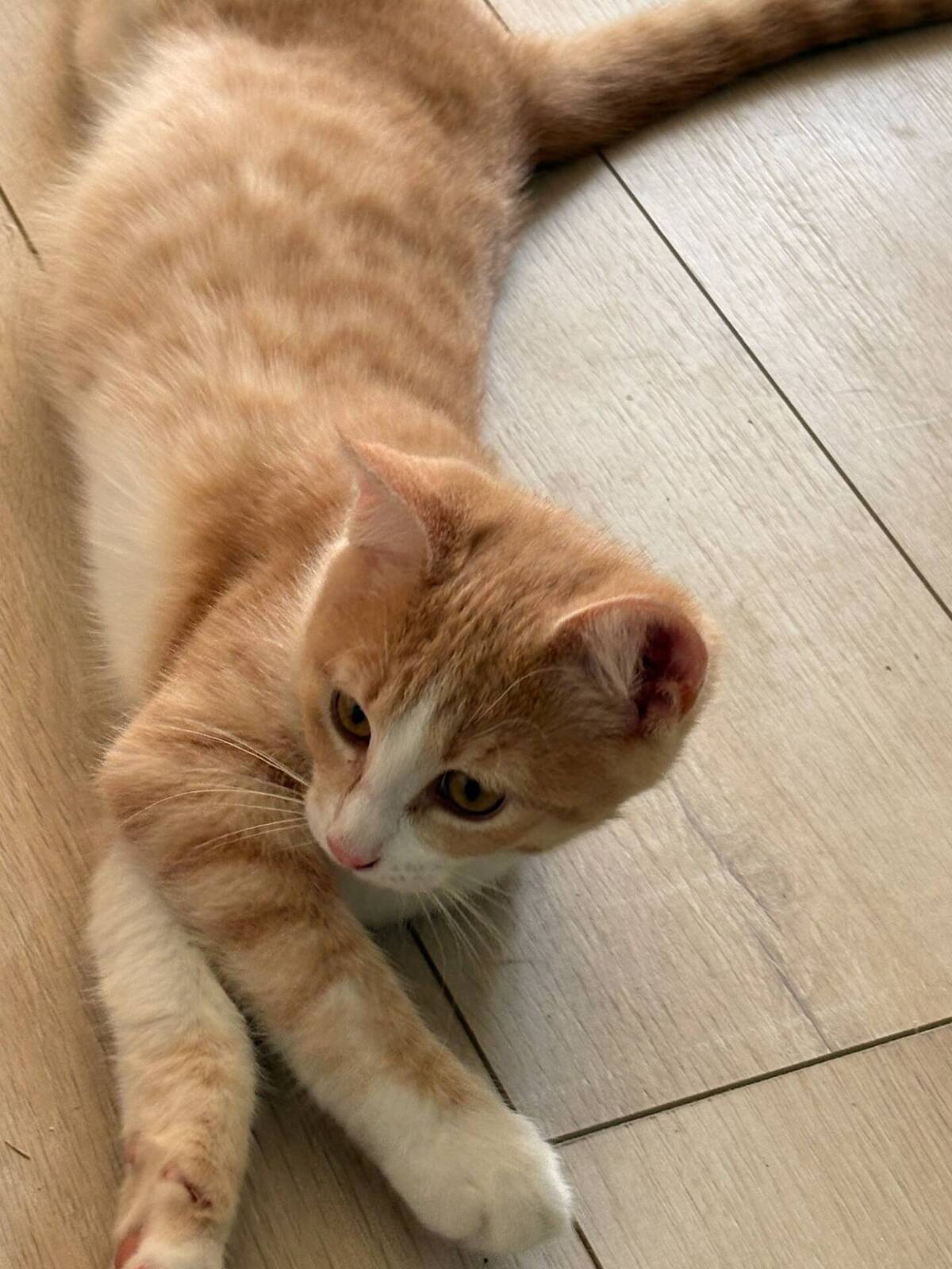 Adoption Bowie