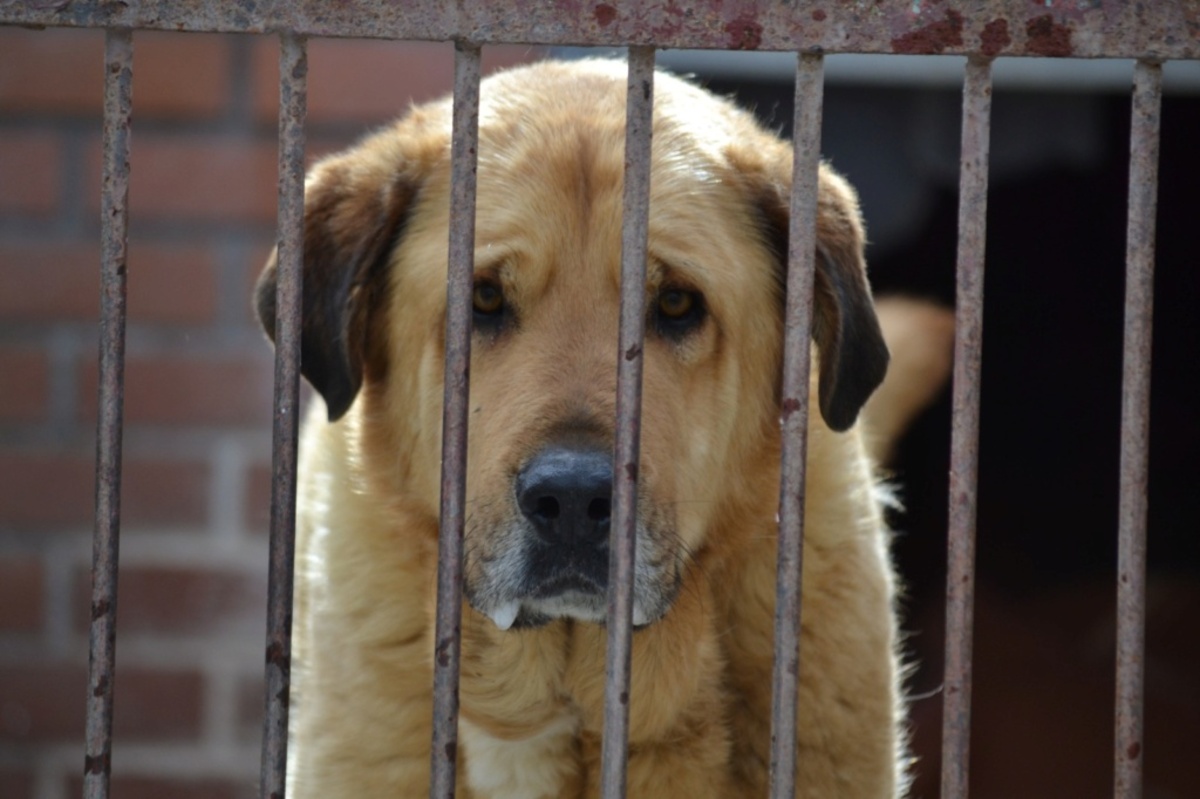 Adoption TAO