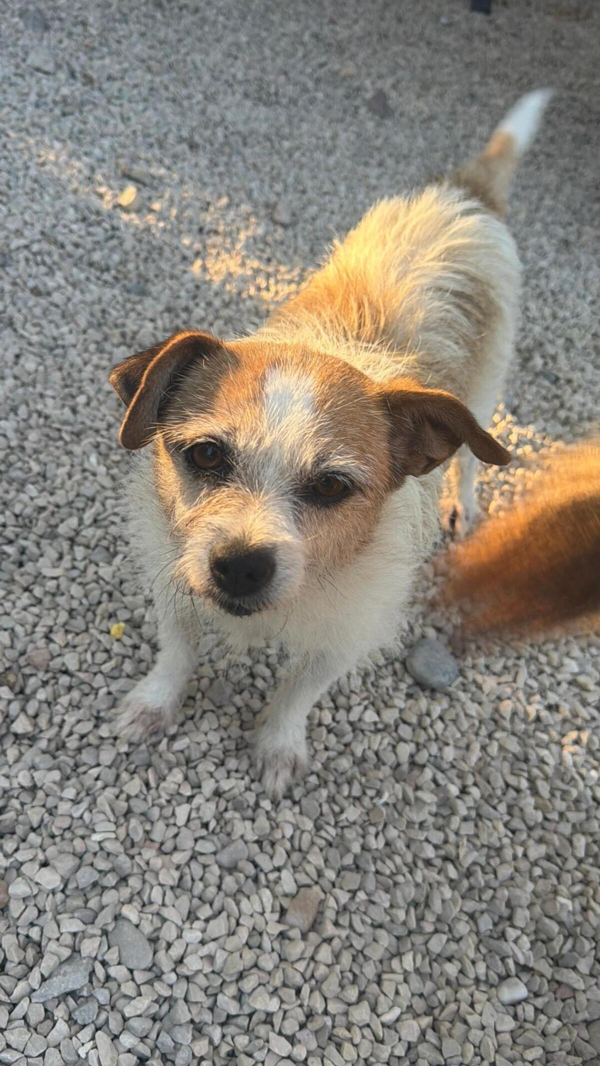 Adoption Pitufa